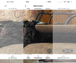 Small Photo #1 Schnauzer (Miniature) Breeder Profile in WESTMINSTER, SC, USA
