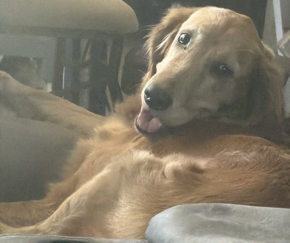 Medium Photo #1 Golden Retriever Breeder Profile in PORT SAINT LUCIE, FL, USA