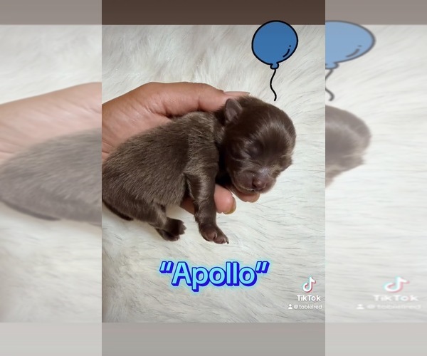 Medium Photo #3 Pomeranian Breeder Profile in JOLIET, IL, USA