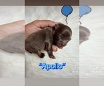 Small Photo #3 Pomeranian Breeder Profile in JOLIET, IL, USA