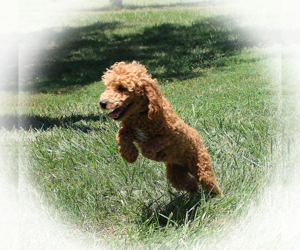 Medium Photo #2 Poodle (Toy) Breeder Profile in CHANUTE, KS, USA
