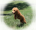Small Photo #4 Poodle (Toy) Breeder Profile in CHANUTE, KS, USA