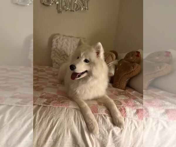 Medium Photo #3 Samoyed Breeder Profile in DALY CITY, CA, USA