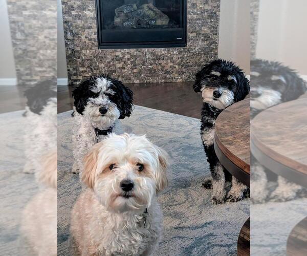 Medium Photo #2 Bernedoodle (Miniature) Breeder Profile in LONGMONT, CO, USA