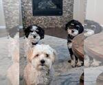 Small Photo #2 Bernedoodle (Miniature) Breeder Profile in LONGMONT, CO, USA