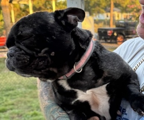 Medium Photo #1 French Bulldog Breeder Profile in LEHIGH ACRES, FL, USA