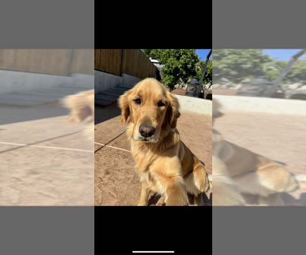 Medium Photo #3 Golden Retriever Breeder Profile in VALLEJO, CA, USA
