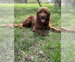 Small Photo #2 Goldendoodle (Miniature) Breeder Profile in GR BLANC, MI, USA