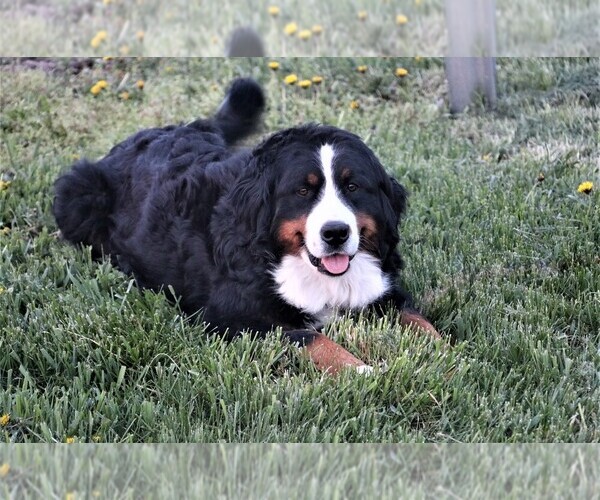 Medium Photo #1 Bernese Mountain Dog Breeder Profile in SYRACUSE, IN, USA