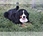Small Photo #1 Bernese Mountain Dog Breeder Profile in SYRACUSE, IN, USA