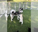 Small Photo #5 Pomsky Breeder Profile in VENUS, PA, USA