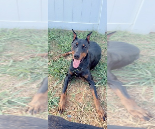 Medium Photo #1 Doberman Pinscher Breeder Profile in HAW RIVER, NC, USA