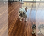 Small Photo #2 French Bulldog Breeder Profile in IRVINE, CA, USA