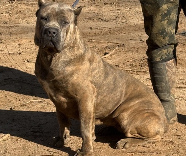 Medium Photo #1 Cane Corso Breeder Profile in SENOIA, GA, USA