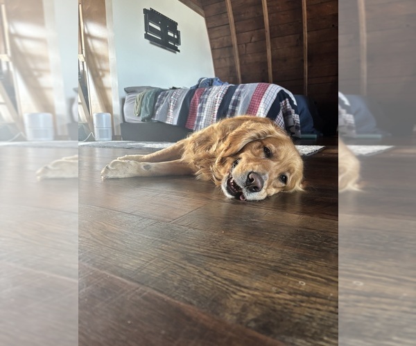 Medium Photo #2 Golden Retriever Breeder Profile in ROCHESTER, MN, USA