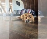 Small Photo #2 Golden Retriever Breeder Profile in ROCHESTER, MN, USA