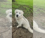 Small Photo #1 Goldendoodle Breeder Profile in RICHMOND, MO, USA