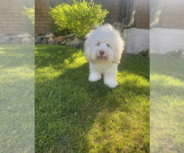 Medium Photo #1 Bernedoodle (Miniature) (+ Poodle Miniature) Breeder Profile in BREA, CA, USA