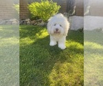 Small Photo #1 Bernedoodle (Miniature) (+ Poodle Miniature) Breeder Profile in BREA, CA, USA