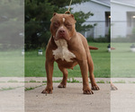 Small Photo #1 American Bully Breeder Profile in CHAMPAIGN, IL, USA