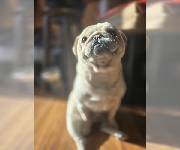 Medium Photo #1 Pug Breeder Profile in NEW IPSWICH, NH, USA