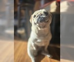 Small Photo #1 Pug Breeder Profile in NEW IPSWICH, NH, USA