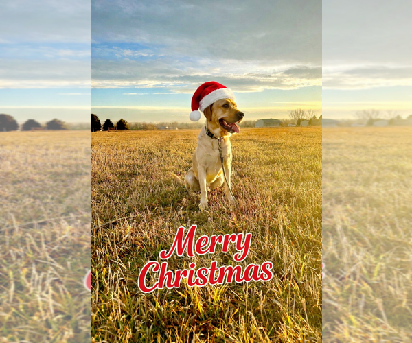 Medium Photo #3 Labrador Retriever Breeder Profile in BILLINGS, MT, USA