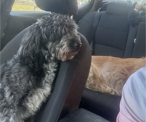 Medium Photo #3 Goldendoodle Breeder Profile in EXETER, RI, USA