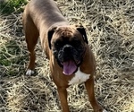Small Photo #4 Boxer Breeder Profile in LANSING, MI, USA