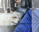 Small Photo #7 Chow Chow Breeder Profile in FONTANA, CA, USA