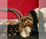 Small Photo #1 Yorkshire Terrier Breeder Profile in HAYWARD, CA, USA
