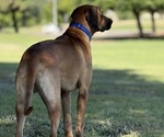 Small Photo #2 Labrador Retriever-Rhodesian Ridgeback Mix Breeder Profile in FRESNO, CA, USA