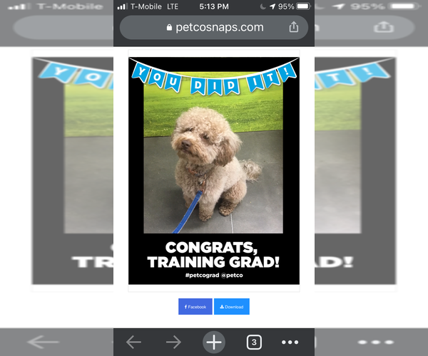Medium Photo #5 Poochon Breeder Profile in AUBURN, MA, USA