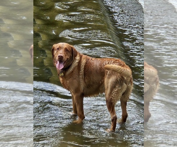 Medium Photo #2 Labrador Retriever Breeder Profile in BUFFALO, NY, USA