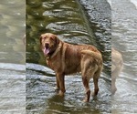 Small Photo #2 Labrador Retriever Breeder Profile in BUFFALO, NY, USA