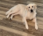 Small Photo #4 English Cream Golden Retriever Breeder Profile in SPOTSYLVANIA, VA, USA