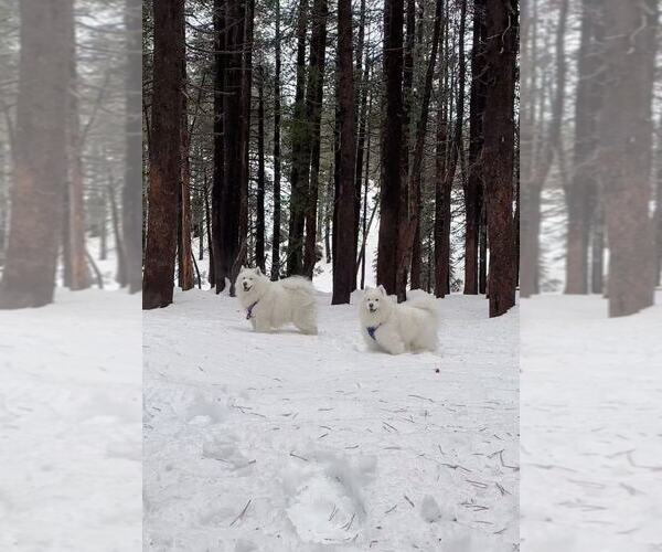 Medium Photo #11 Samoyed Breeder Profile in DALY CITY, CA, USA