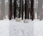 Small Photo #11 Samoyed Breeder Profile in DALY CITY, CA, USA