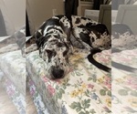 Small Photo #1 Cane Corso-Great Dane Mix Breeder Profile in BROOKFIELD, MA, USA