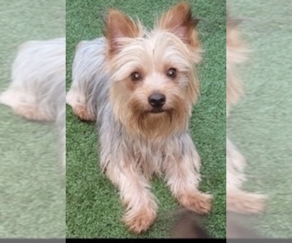 Medium Photo #1 Yorkshire Terrier Breeder Profile in AKRON, OH, USA