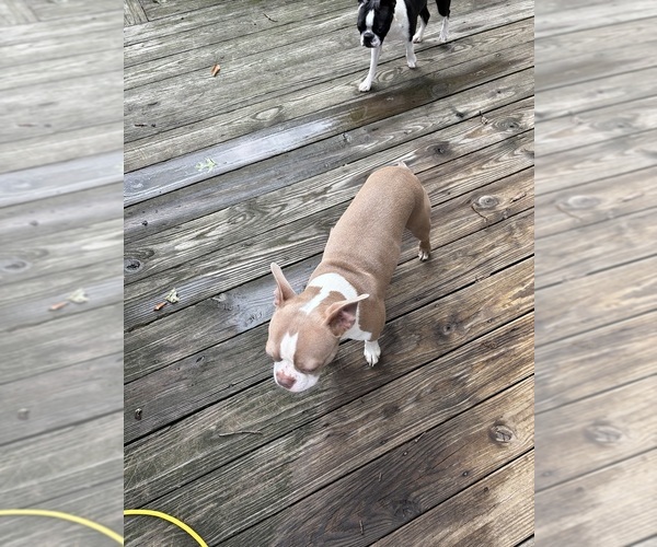 Medium Photo #2 Boston Terrier Breeder Profile in HOWELL, NJ, USA