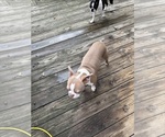 Small Photo #2 Boston Terrier Breeder Profile in HOWELL, NJ, USA