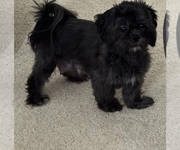 Medium Photo #2 Shih Tzu Breeder Profile in BLUFFTON, SC, USA