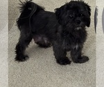 Small Photo #2 Shih Tzu Breeder Profile in BLUFFTON, SC, USA
