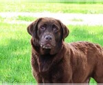 Small Photo #1 Labrador Retriever Breeder Profile in SYRACUSE, IN, USA