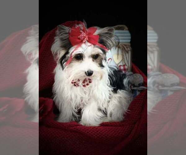 Medium Photo #8 Yorkshire Terrier Breeder Profile in KEITHVILLE, LA, USA