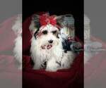 Small Photo #8 Yorkshire Terrier Breeder Profile in KEITHVILLE, LA, USA