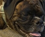 Small Photo #6 Boxer Breeder Profile in LANSING, MI, USA