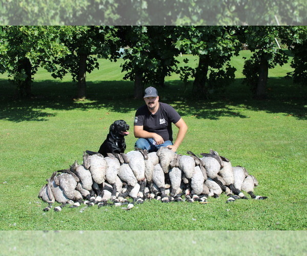 Medium Photo #3 Labrador Retriever Breeder Profile in FREDERICKSBG, OH, USA