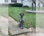 Small Photo #1 German Shorthaired Pointer Breeder Profile in WABASSO, MN, USA